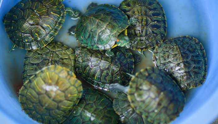 乌龟的动作描写 乌龟的动作描写词句