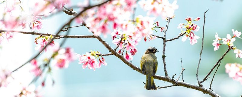 枝间新绿一重重小蕾深藏数点红是什么季节的海棠 枝间新绿一重重是什么花