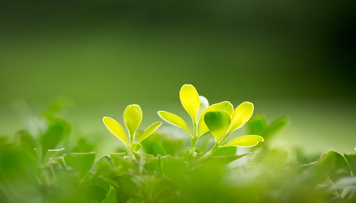 植物的光合作用 植物的光合作用原理