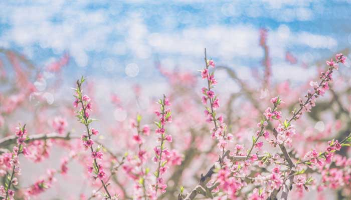 遥望桃花处是什么诗 遥望桃花处谁的诗