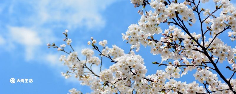 驿路梨花划分层次 驿路梨花层次划分