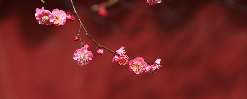 最是花影难扫主旨 最是花影难扫的主旨是什么