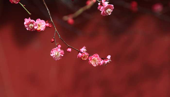 犹有花枝俏全诗诗文  犹有花枝俏的全诗