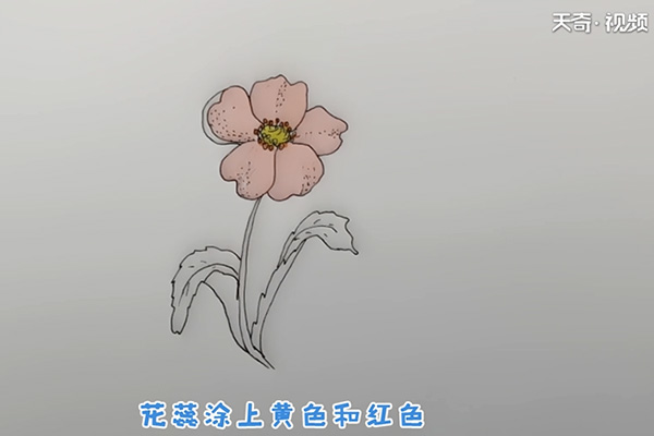 罂粟花简笔画