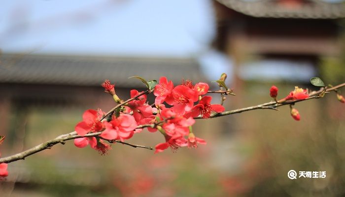 梅花这首诗描写的是什么季节的景色 梅花这首诗描写了什么的景象