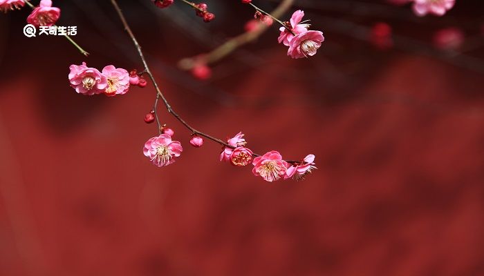 尽日寻春不见春芒鞋踏破陇头云全诗 尽日寻春不见春芒鞋踏破陇头云译文