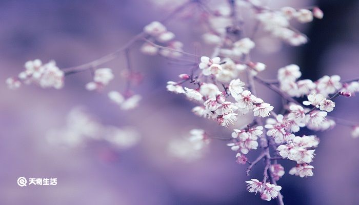 驿路梨花划分层次 驿路梨花层次划分