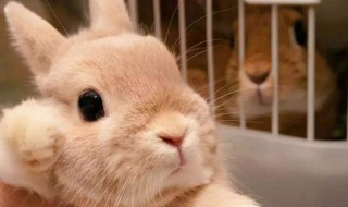 怎么养兔子技巧 养兔子技巧介绍