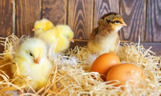 孵化小鸡该怎么办 方法告诉你