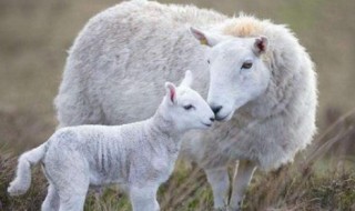 什么东西给羊下奶最有效 给羊催奶方法