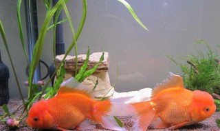 办公室养什么风水鱼好 试试养这三种风水鱼