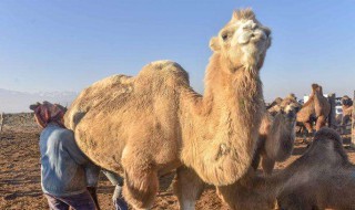 骆驼奶的功效和作用 对人体的好处