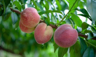 怎么做桃子冰棍儿 桃子的其他吃法