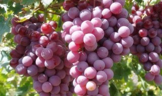 葡萄禁忌人群 葡萄禁忌人群有什么