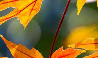 关于学习的名言及意思 有关学习的说说