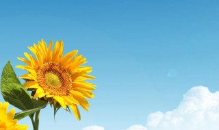 给女朋友说的情话 情话盘点