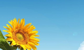 直男语录 句子盘点