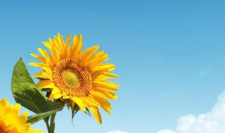 吃力不讨好的句子经典 吃力不讨好的句子盘点