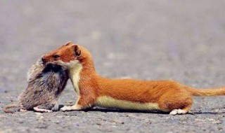 家里进黄鼠狼好不好 你知道吗