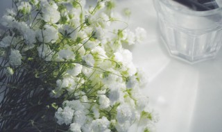 满天星的花语是什么意思 满天星的花语是什么