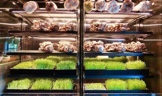 香菇在冰箱怎么储存 香菇在冰箱储存的方法