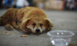 看见的流浪狗应该怎么做 遇到流浪狗可以这样做