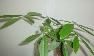 发财树新芽枯萎怎么办 发财树新芽枯萎如何处理