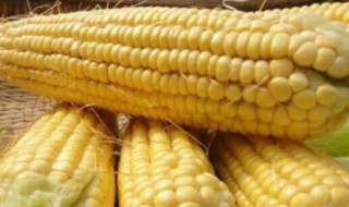 钓鱼打窝用玉米怎么做 方法很简单