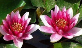 七夕节送女朋友花可以吗 怎么挑选适合的花送女朋友?