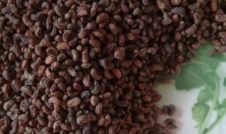 女贞子的食用方法 女贞子怎么吃