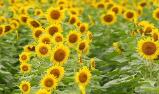 怎么选向日葵花 4种向日葵花品种介绍