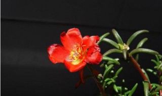 电影那一朵小红花剧情 那一朵小红花故事内容是什么