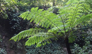 植物活化石有哪些 植物活化石介绍