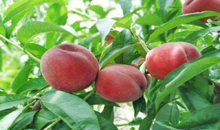 该怎么正确的洗毛桃 正确的洗毛桃方法