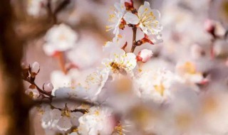 适合春天发的朋友圈 真是春意盎然