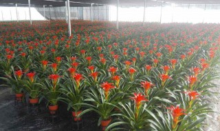 凤梨花的繁殖方法 凤梨花的繁殖方法有哪些