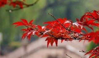 一场秋雨一场寒的下一句是什么 下一句是十场秋雨穿上棉