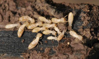 白蚁的危害 白蚁的危害有哪些