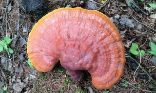 五类人不要吃灵芝 一定要注意了