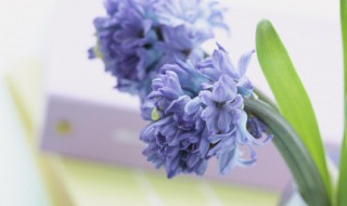 新版早安问候语汇总 简洁的新版早安问候语语录