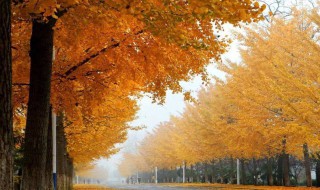 秋天天气转凉的文案 秋天天气转凉的文案有什么