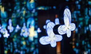 蝴蝶特效怎么拍出高级感 具体有什么步骤