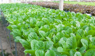 九月份适合种什么蔬菜 这几种蔬菜不要错过