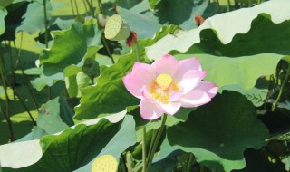 荷叶摘下后如何保存 荷叶摘下后保存方法介绍