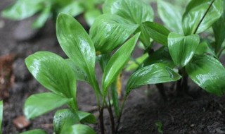 寒葱的种植方法和时间 寒葱的种植方法和时间介绍