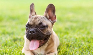 法牛怎么养 法牛如何养