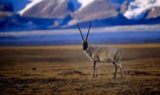 可可西里电影简介 可可西里主要演员简介