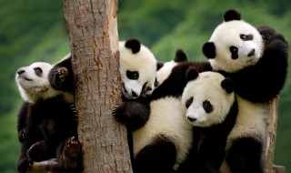 关于熊猫的简介 关于熊猫的介绍