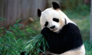 大熊猫简介200字 大熊猫介绍