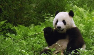 熊猫简介 熊猫介绍